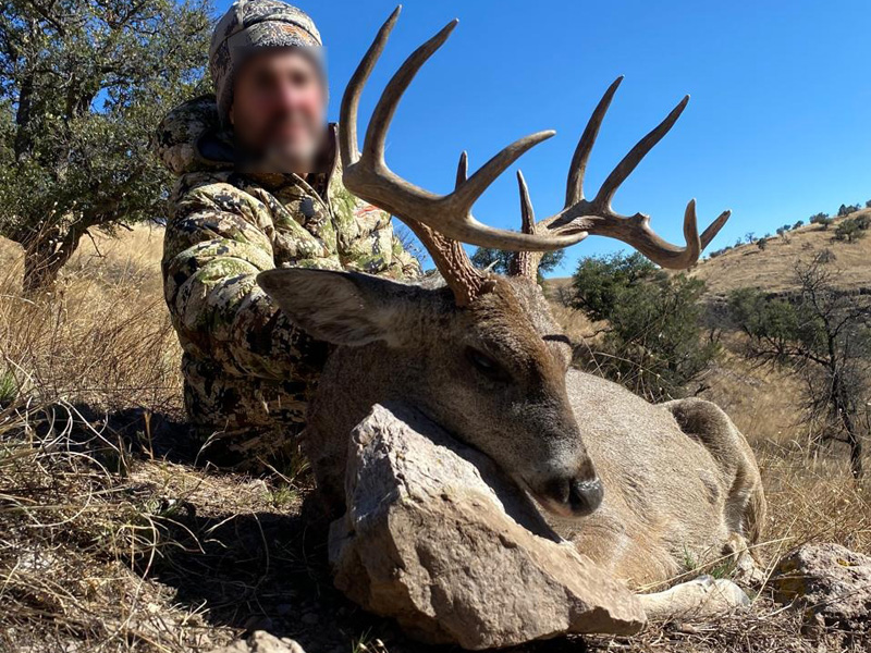 Coues Deer