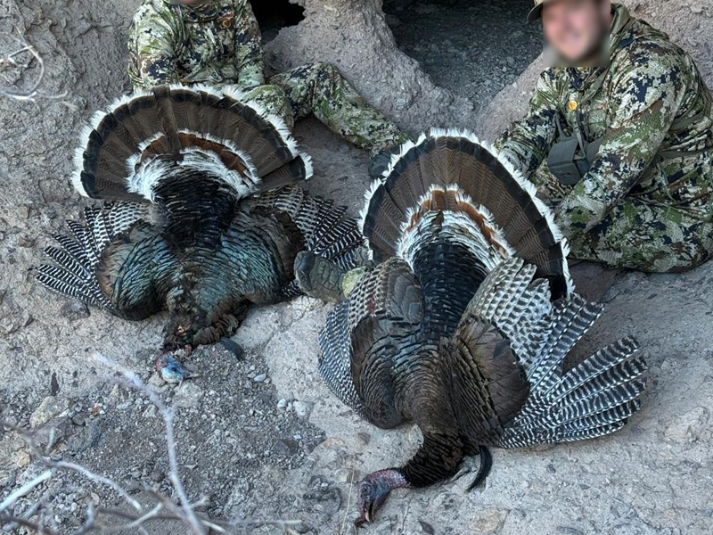 Gould Turkey