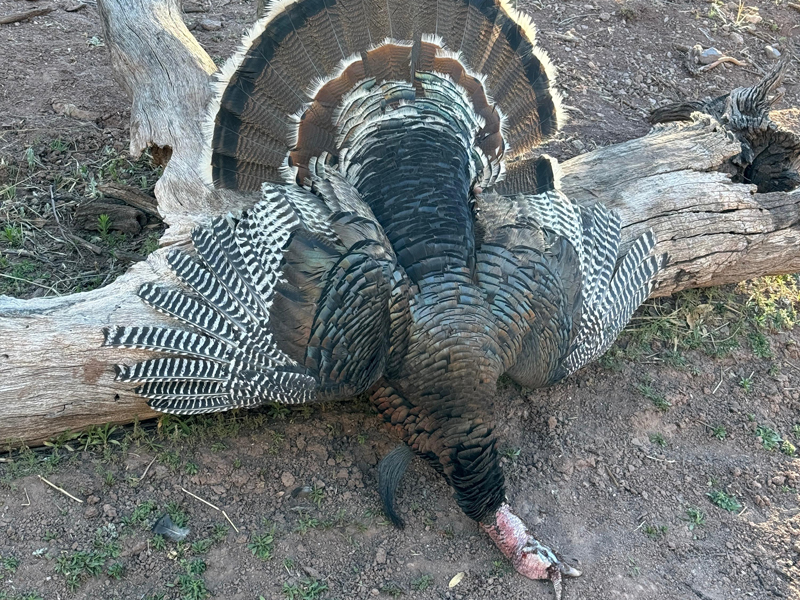 Gould Turkey