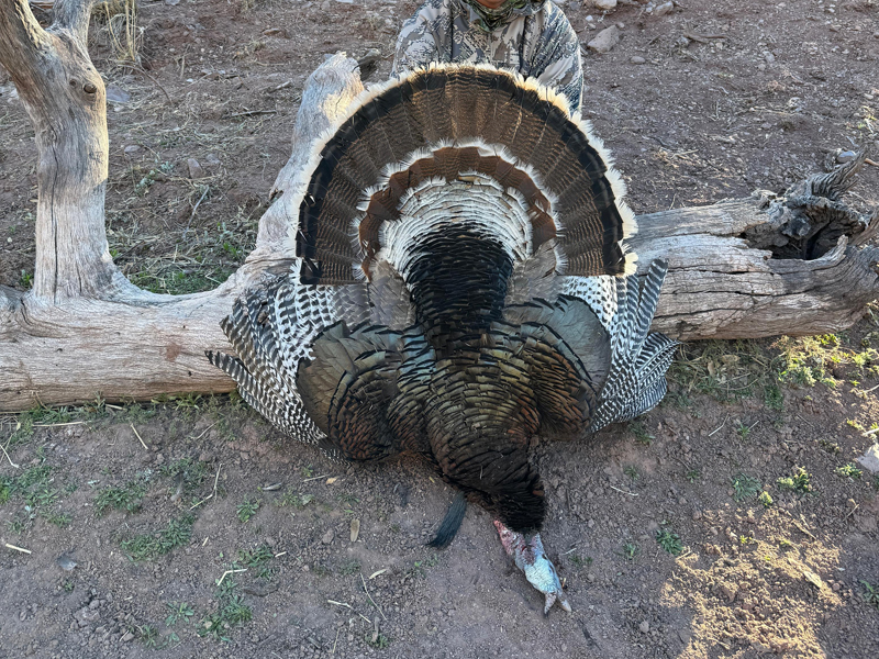 Gould Turkey